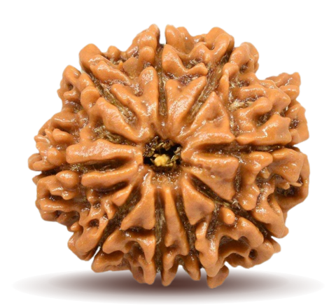 Rudraksha