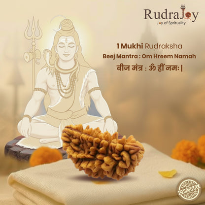 Original 1 Mukhi Rudraksha  |  Nepali Abhimantrit