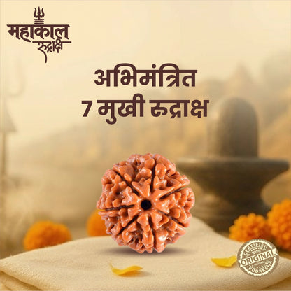 Original 7 Mukhi Rudraksha | Nepali Abhimantrit