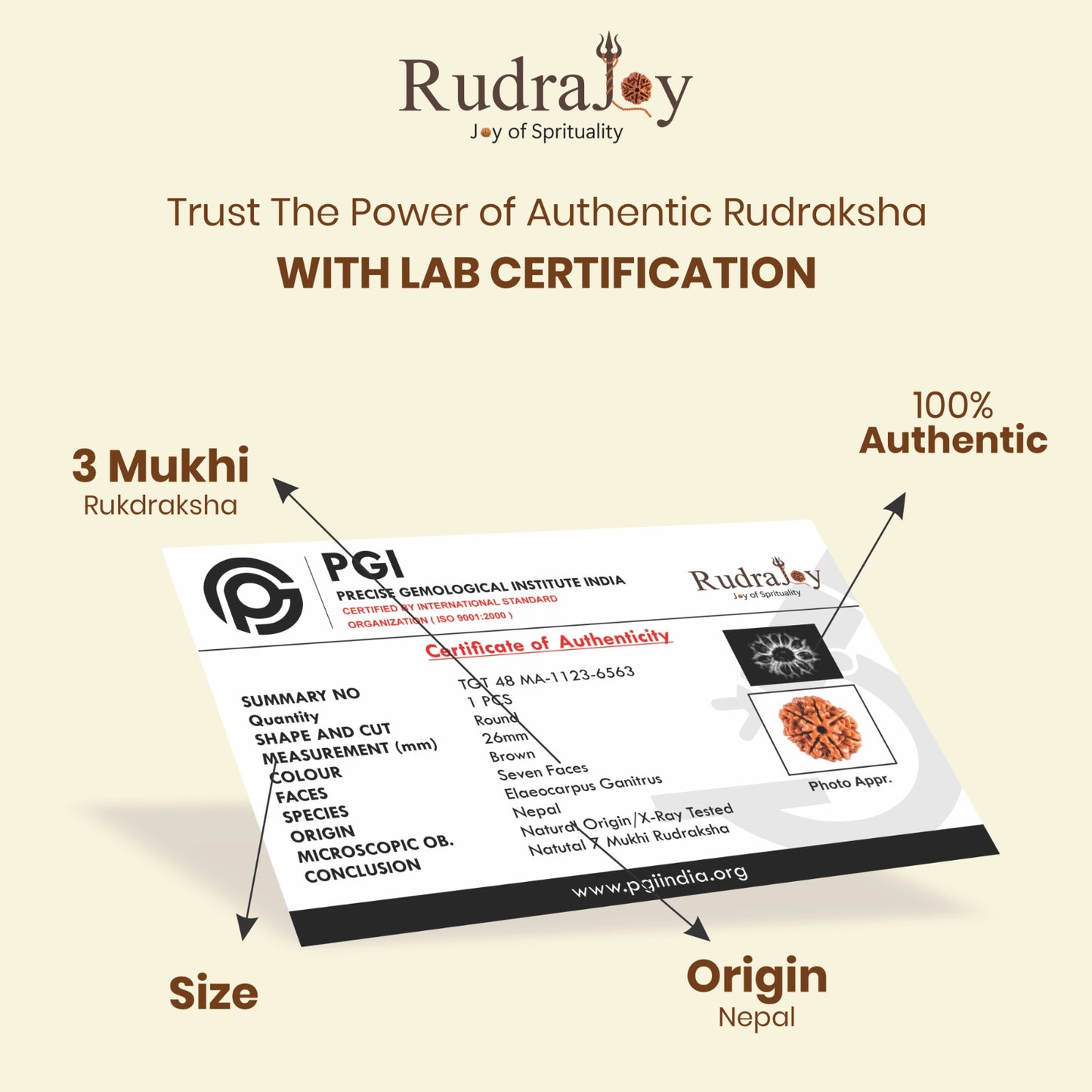 Original 1 Mukhi Rudraksha  |  Nepali Abhimantrit